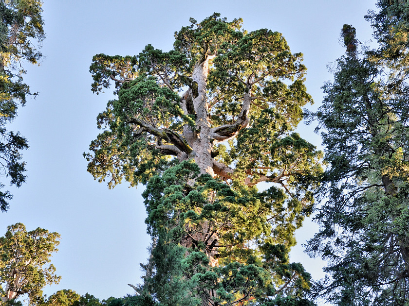 Dramatic Sequoia